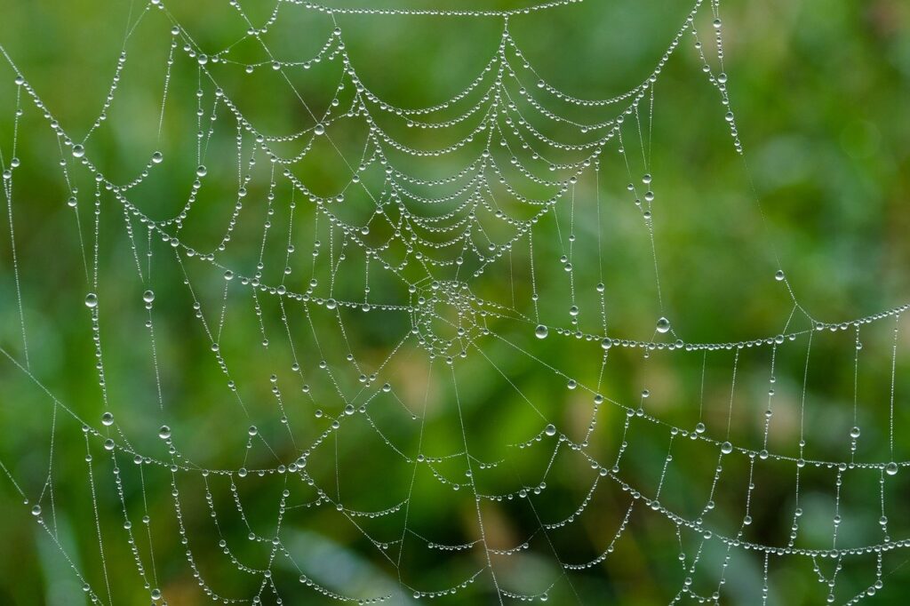 spider web, web, wet